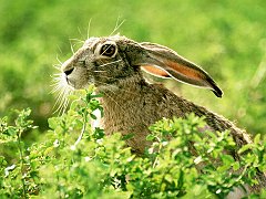 Black-Tailed Jackrabbit